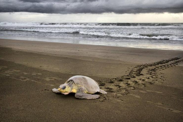 Departamento 7 Tortuguero Lejlighed Eksteriør billede