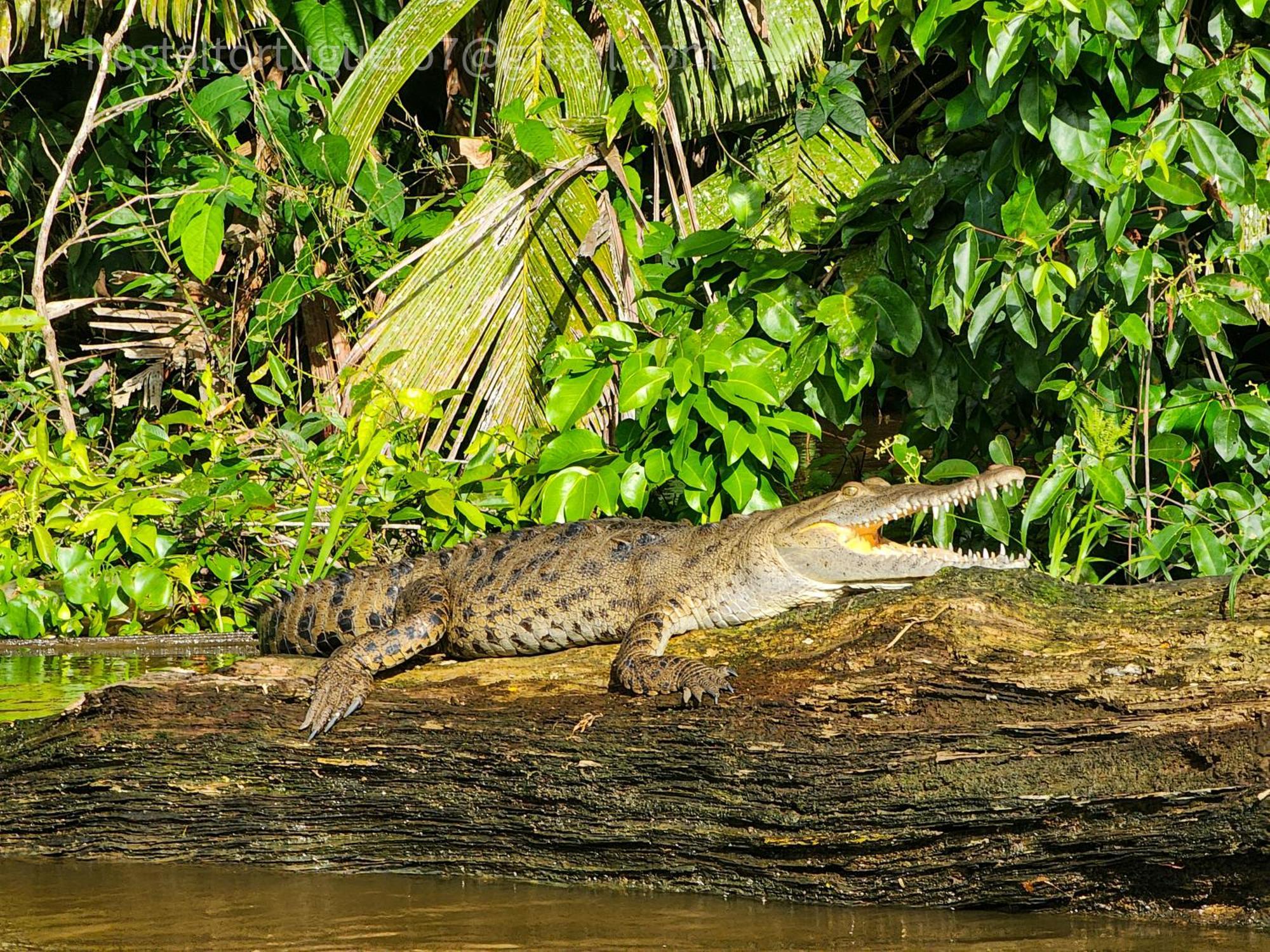 Departamento 7 Tortuguero Lejlighed Eksteriør billede